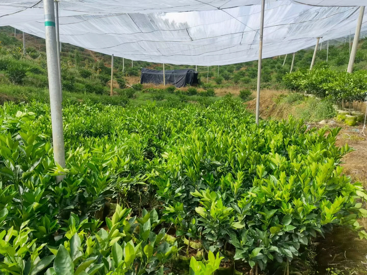 garden plastic mesh fence