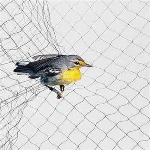 bug netting