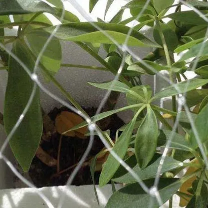 agricultural netting