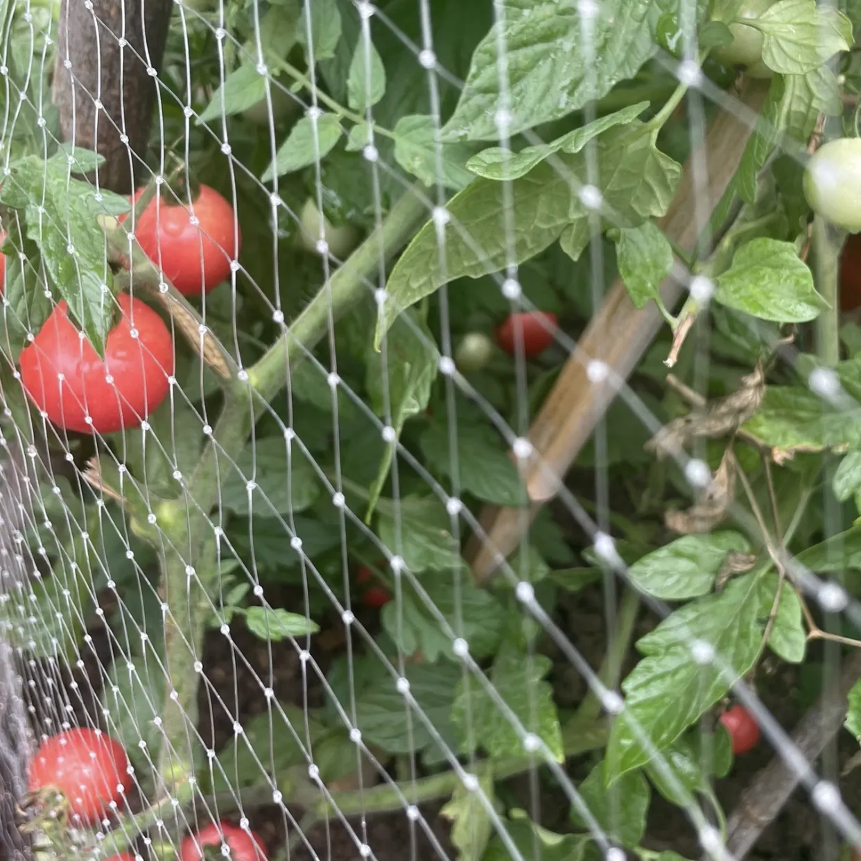 stainless steel wire cage