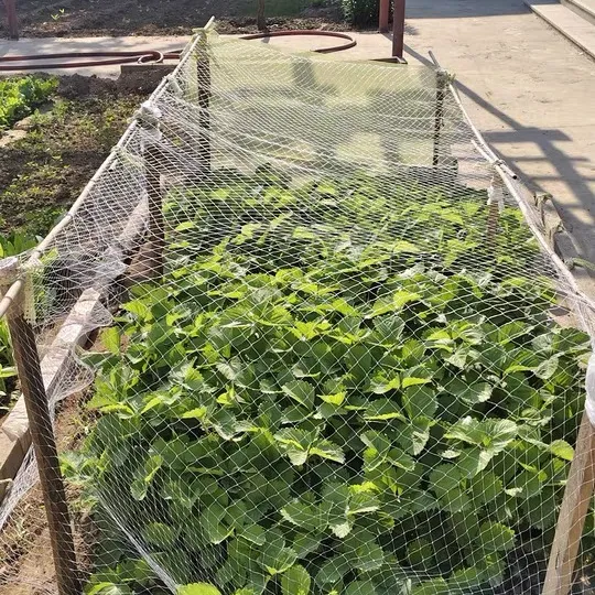 20 micron mesh filter