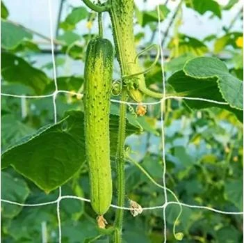 insect proof mesh