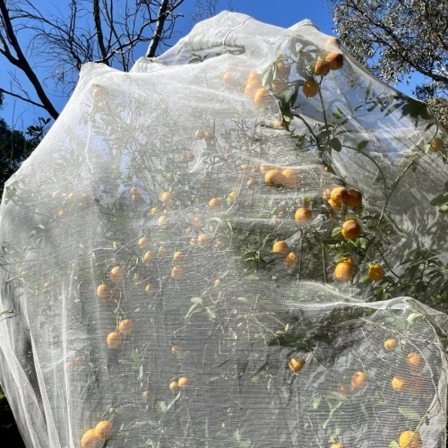butterfly proof garden netting