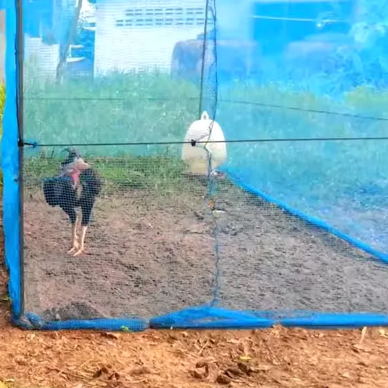 bug head net