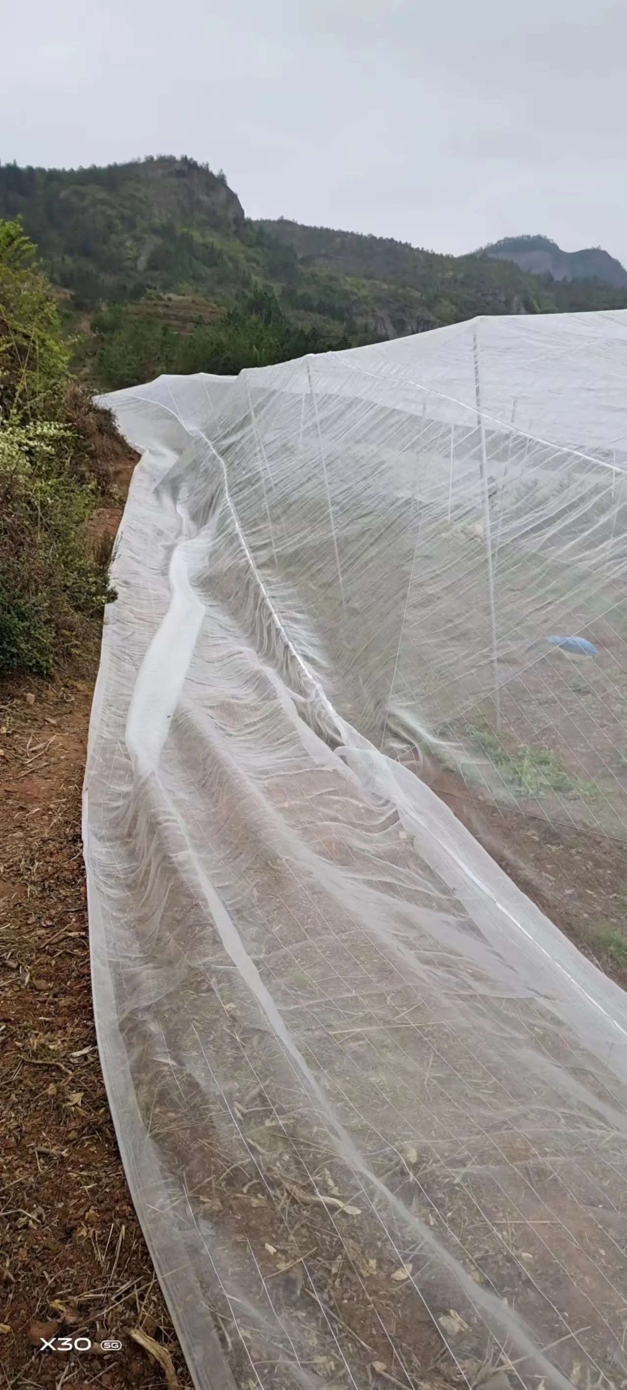 hawk netting