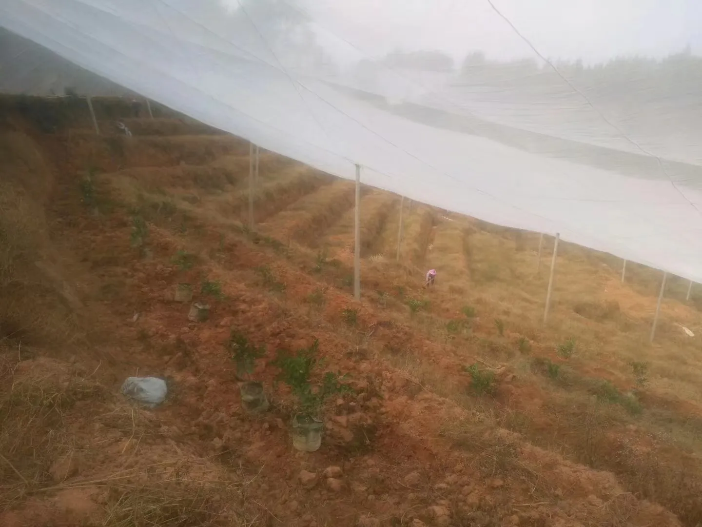 insect net mesh 50