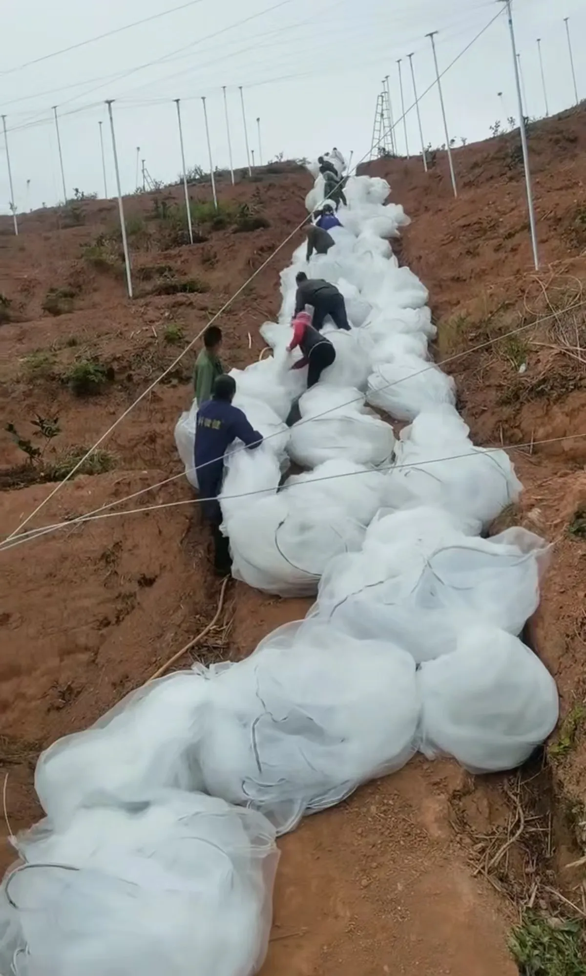 insect cage mesh