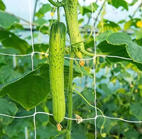 hard plastic netting