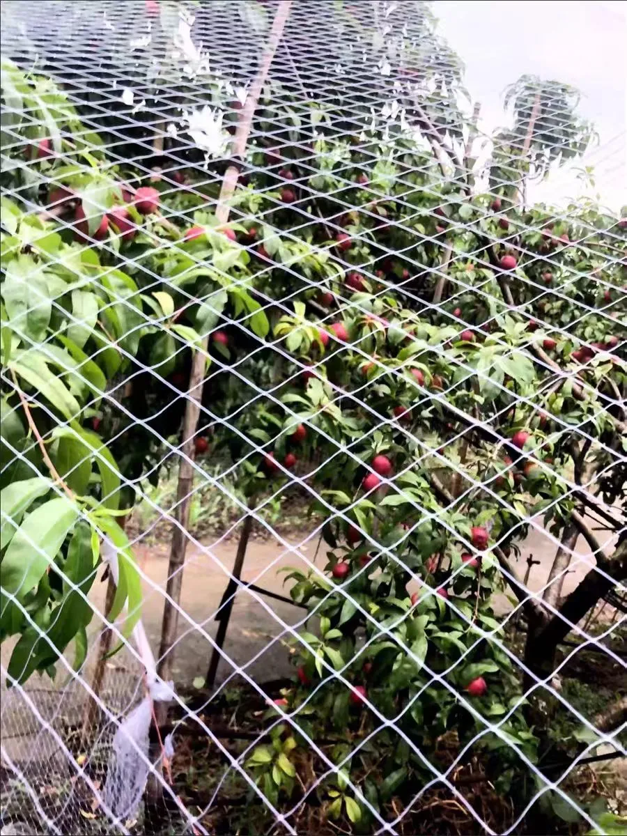 insect cage mesh