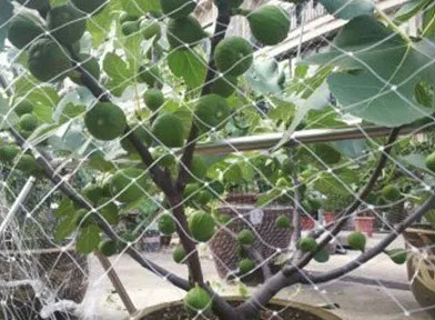 nets insect