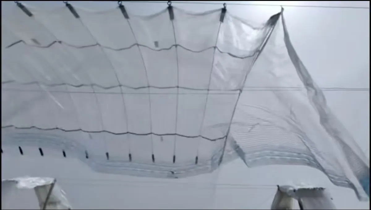bug mesh