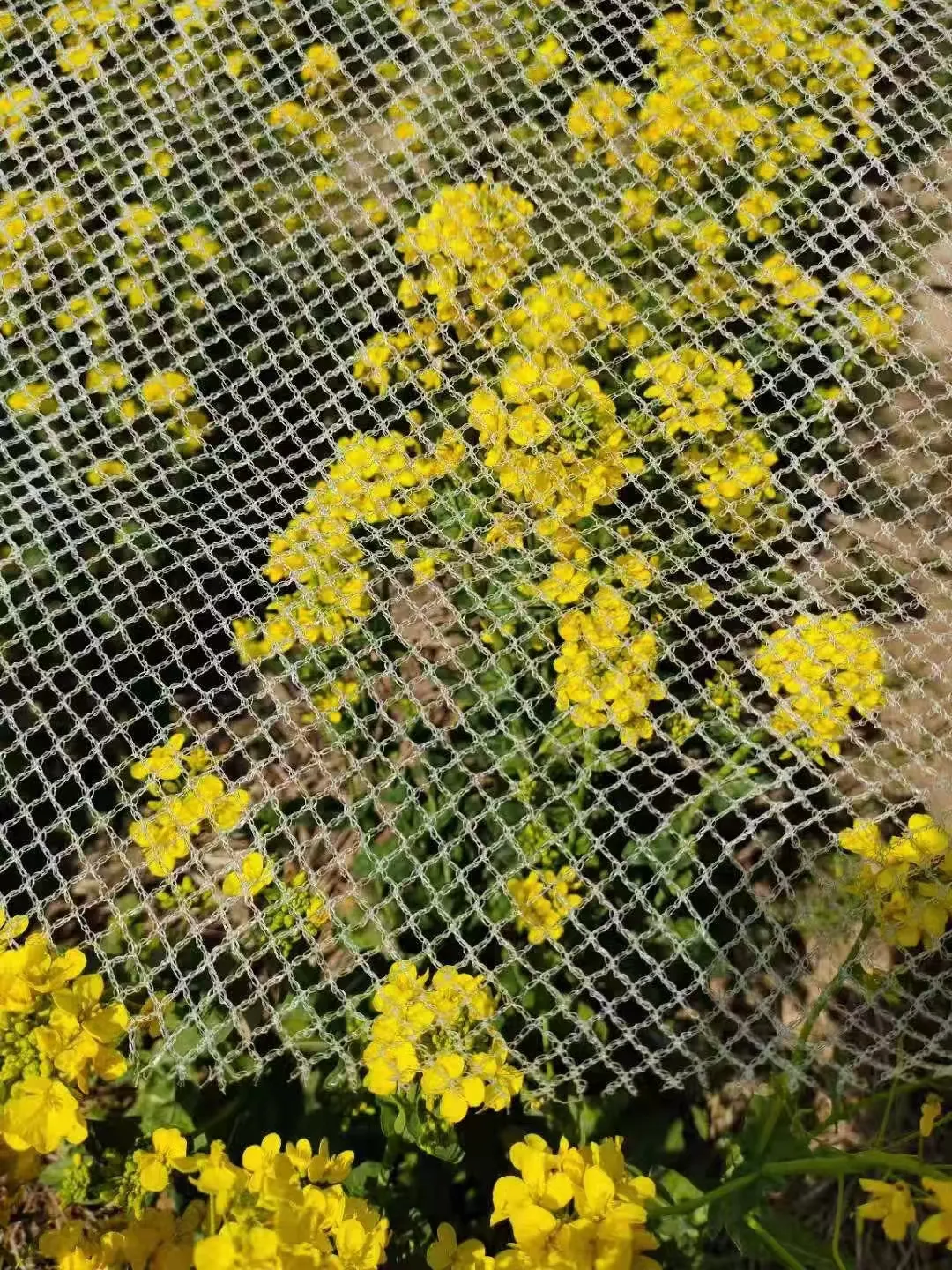 bird catching net