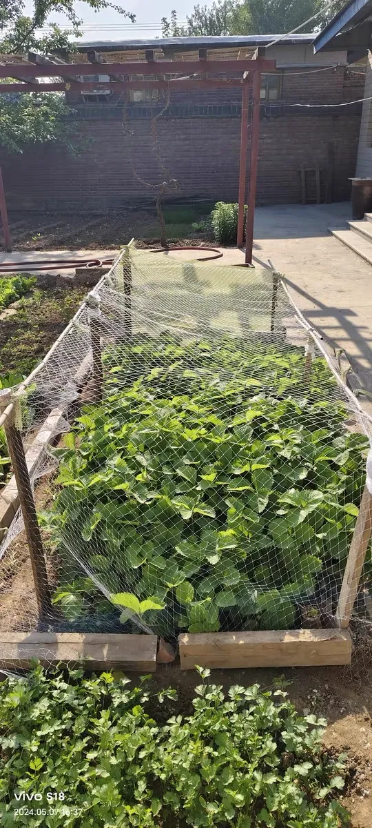 ss strainer filter