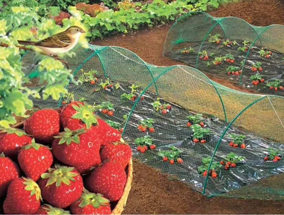 bug mesh