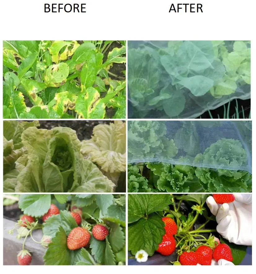 head nets for bugs