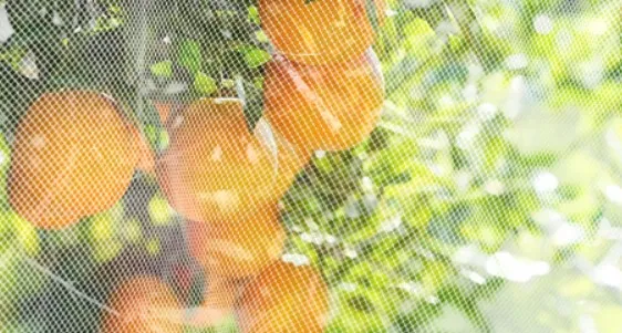 midge proof netting