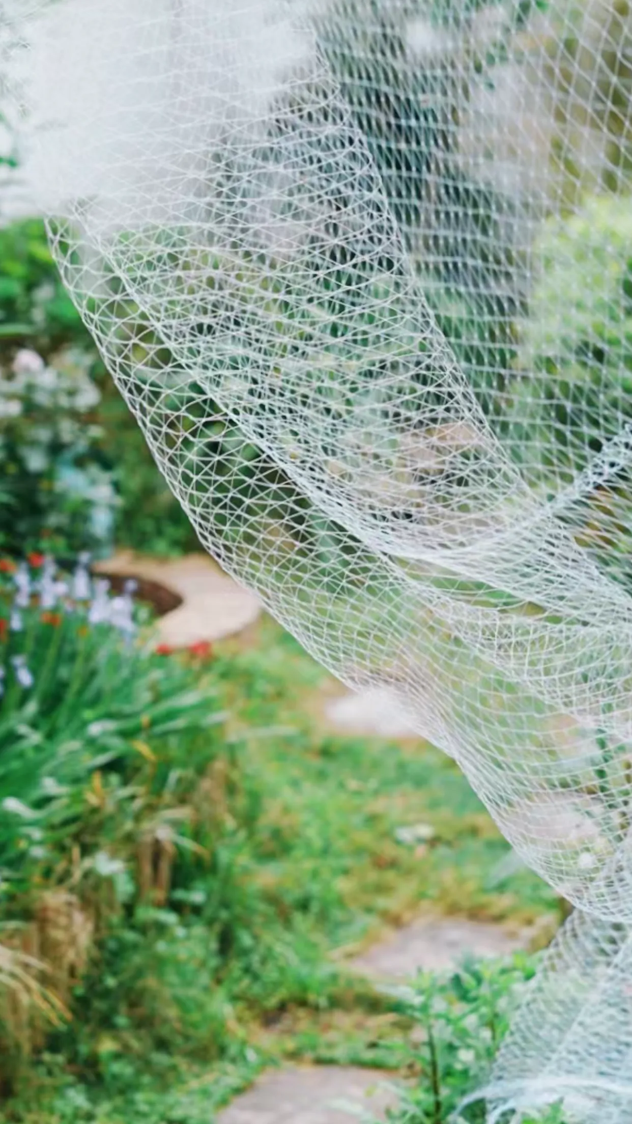 Read More About bird mesh