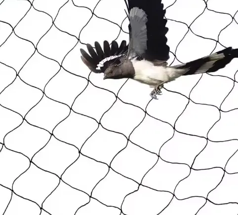Read More About bird mesh