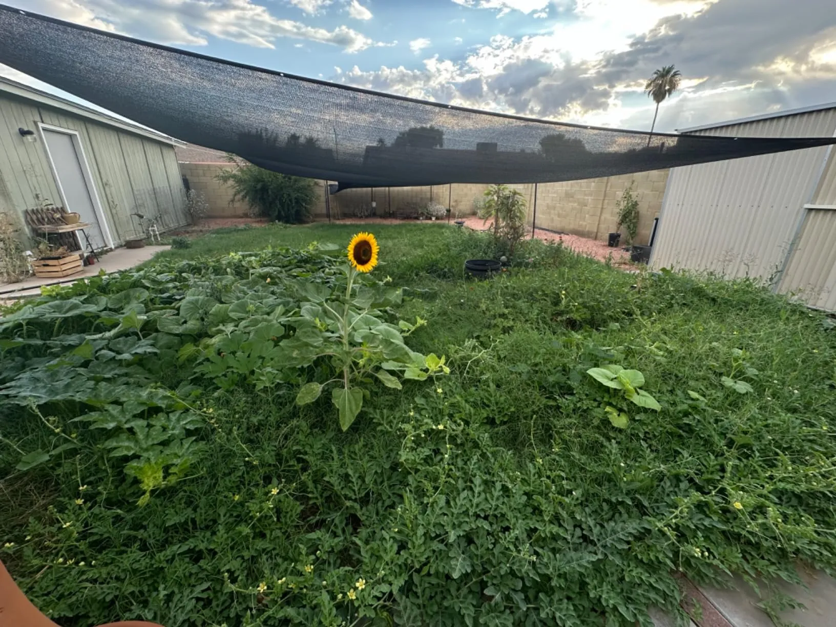 net sun shade