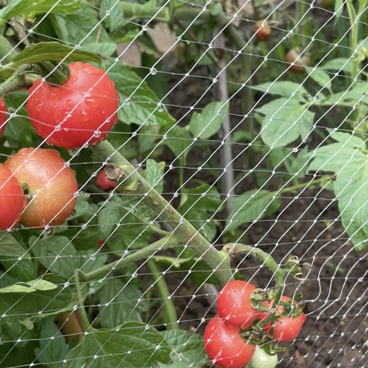 plastic netting mesh
