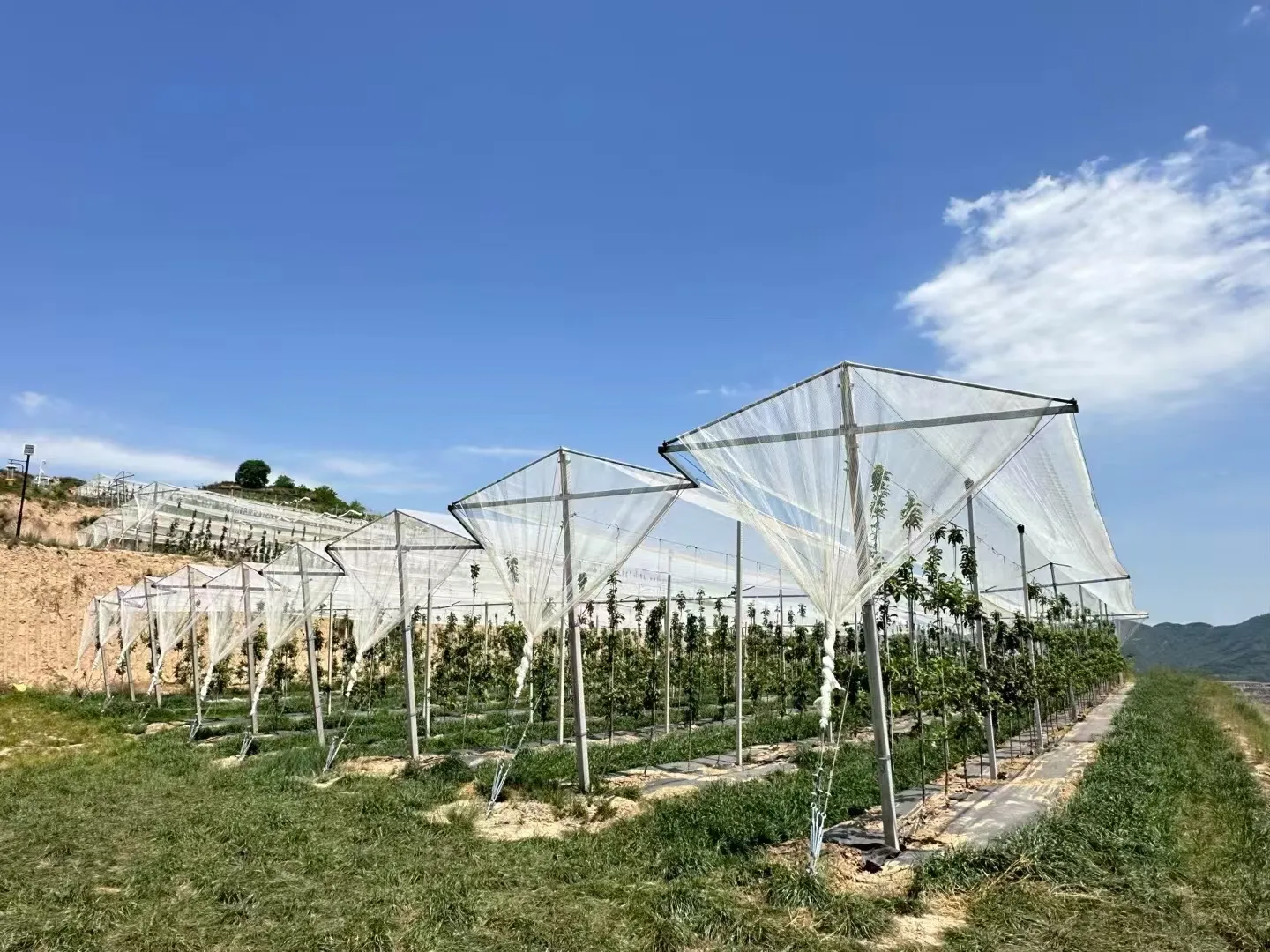 bird trapping net