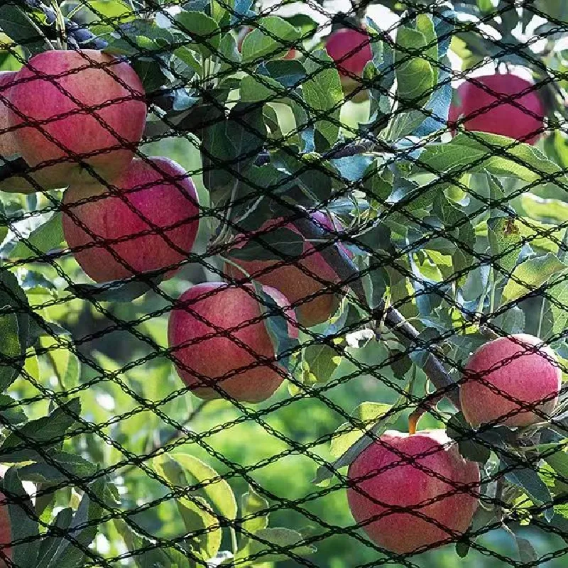 nets bug